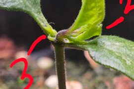 Carolina reaper awkward start...
