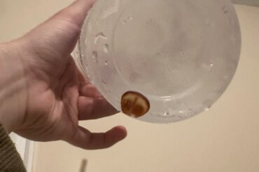 Found this roach head in my taco bell water