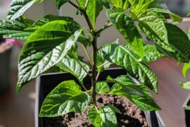 How is my Habanero Red Savina coming along? I'm in Western Europe.