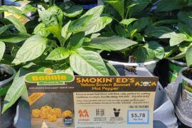 Smokin' Ed's scotch bonnet?