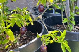 How do I know when ripe?