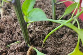 Bought this jalapeno plant I think it need to be repoted but im not sure