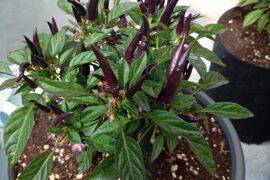 an ornamental variety called trifetty