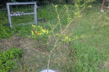 Anything I can do to get this Tabasco to grow branches lower down?