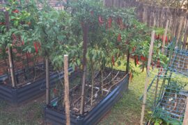 Cayenne harvest Far North Queensland