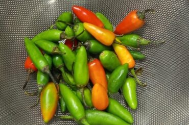 What chilli spice is this?