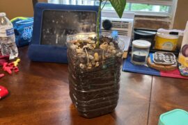Help mushrooms in my habanero