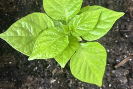 Nitrogen needed?