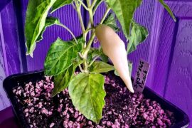 Sugar Rush Peach - Limb Support