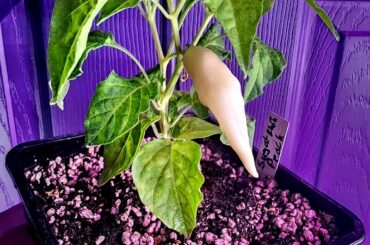 Sugar Rush Peach - Limb Support