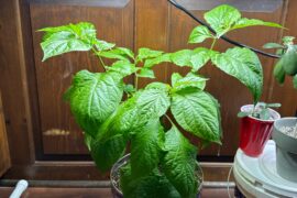 My Indoor Bhut Jolokia in 3gal Puppy Pot