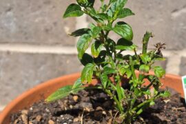 Please help. My Thai peppers are at this stage for over a month. Zone 8a.
