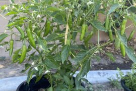 California Serrano