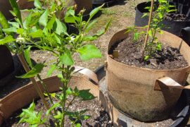 Plants are sad and spindly, but fruiting. Ok to keep Nitrogen-heavy feeding to bulk them out a bit?