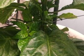 So many side/lower growth but too doesnt really want to continue growing. Why?