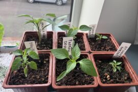 First time grower/tiny plants help!