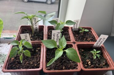 First time grower/tiny plants help!