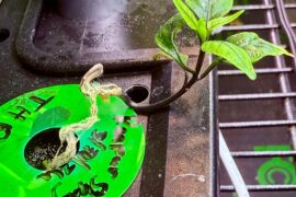 Reaper Sbagliato trying to escape