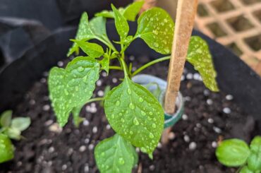 First time growing