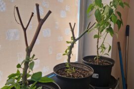 Overwintering question