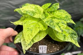 Variegated pepper