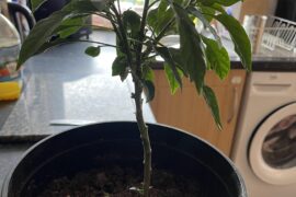 Is this plant done for?