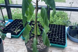 What’s up with my plant