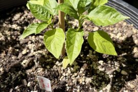 What can I do to help these Sugar Rush Peach seedlings