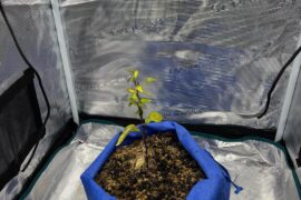 1 week update.  Looks like it's recovering