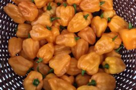 Second harvest of the season from my single habanero plant.