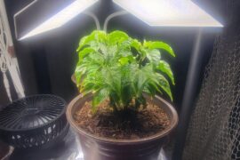Orange Habaneros