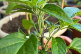 Fuzzy Chili