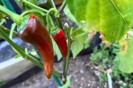 Pods in the garden