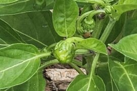 Woo-hoo, I have three peppers growing from the plant that was waterlogged.