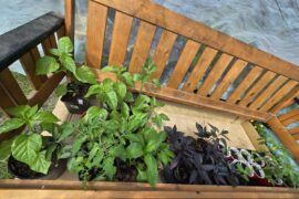 Pepper plants and ~10c daytime weather, covered outside or keep inside all day?