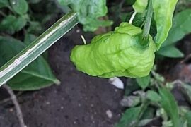 Ghost pepper