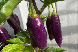 Cajamarca Peppers