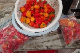Third Harvest 10a