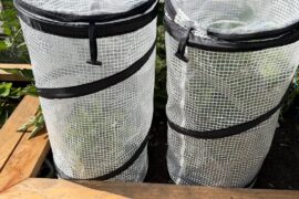 Experience with Mini Greenhouses