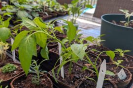 Attempting to harden off my plants but this season is impossible (Zone 8A)