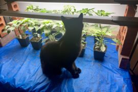 Chief pepper inspector Bobbie cat displaying her keen pepper inspection skills