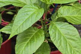 Carolina Reaper