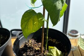 Lower leaves yellowing and falling off.