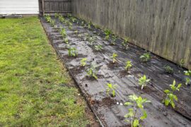 Plants are all in the ground.