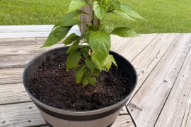 How am I looking and what fertilizer do I need.