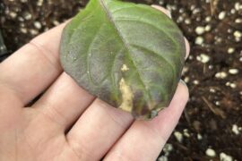 Should I remove this leaf?