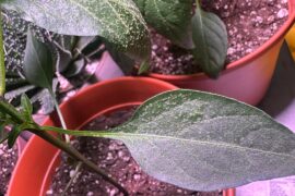 What are these bumps on my leaves?