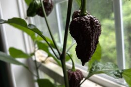 I was told these were chocolate primotali seeds. however, i grew these out of a pickle jar and they dont look like primotali pictures i've looked at? any clues?