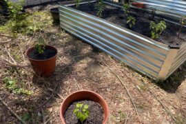 Put everything outside today. Now we just water, feed, and wait