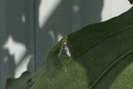 Update: What are these?